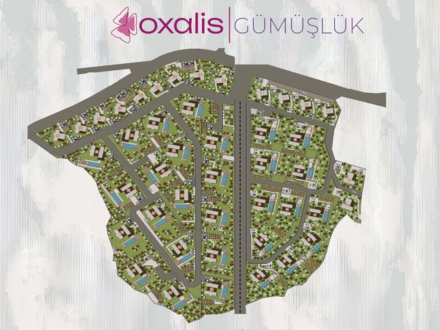 Oxalis Gümüşlük — عکس 8